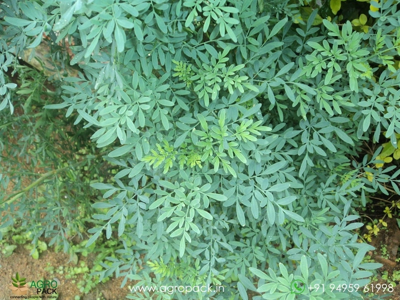 Arutha-Ruta-chalepensis5