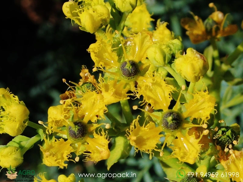 Arutha-Ruta-chalepensis6