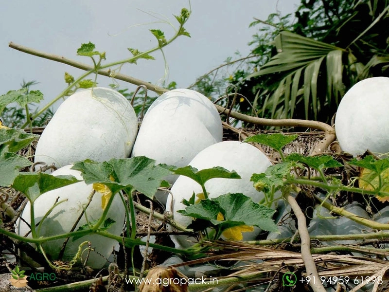 Ash-Gourd1