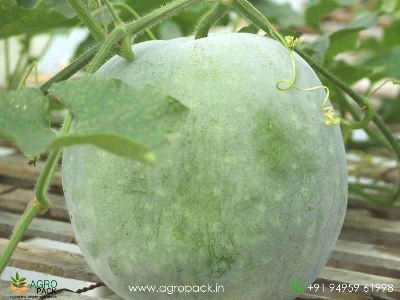 Ash-Gourd2