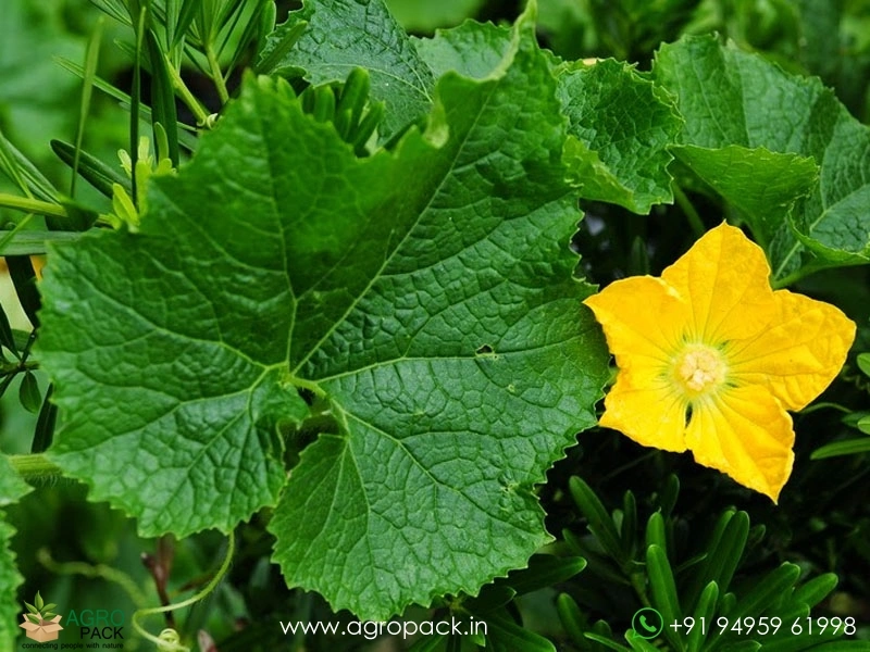 Ash-Gourd3