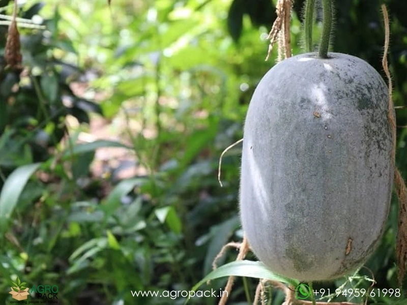 Ash-Gourd4