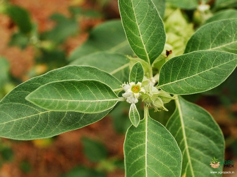 Ashwagandha2