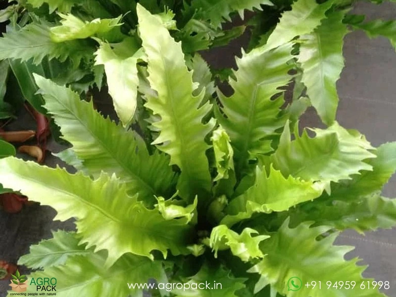 Asplenium-Venus-Birdnest-Fern1