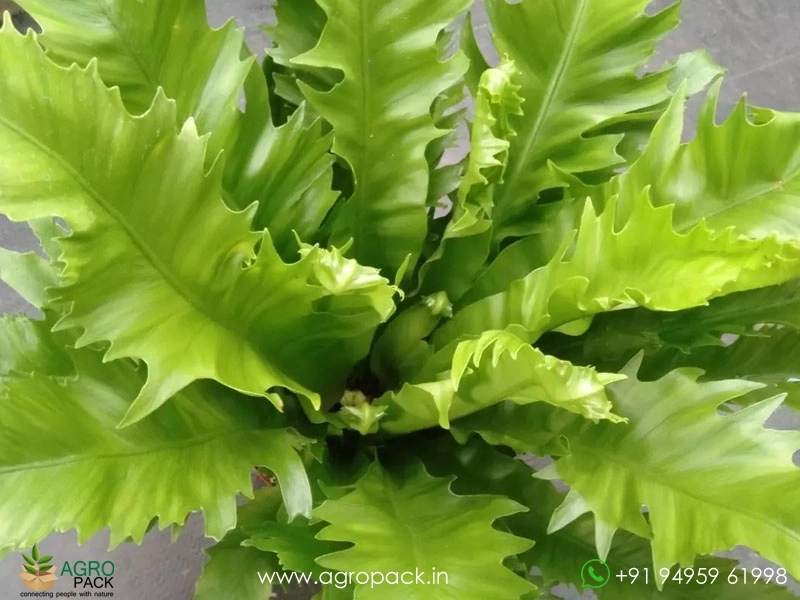 Asplenium-Venus-Birdnest-Fern2