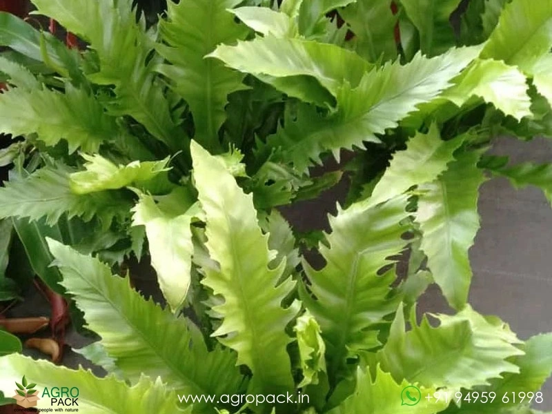 Asplenium-Venus-Birdnest-Fern3