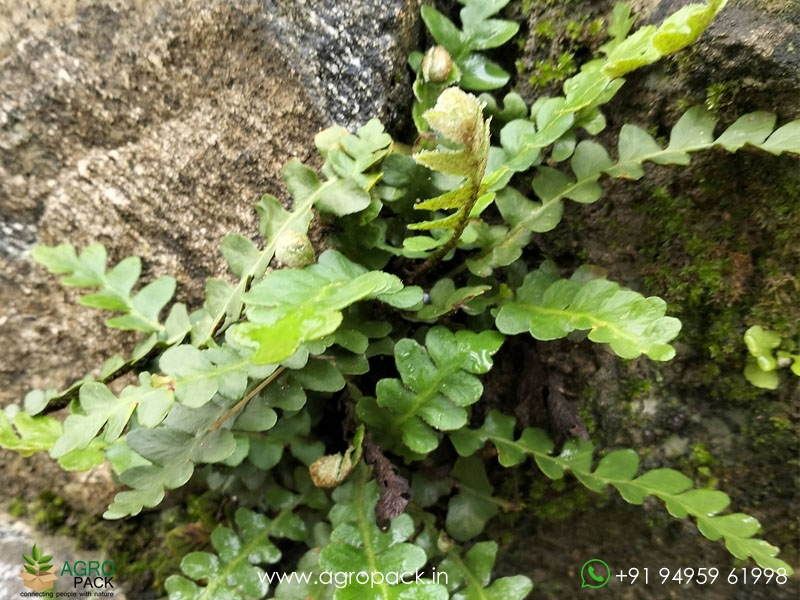 Asplenium-ceterach-fern1