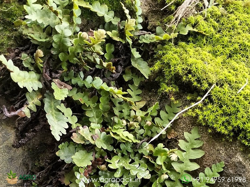 Asplenium-ceterach-fern3