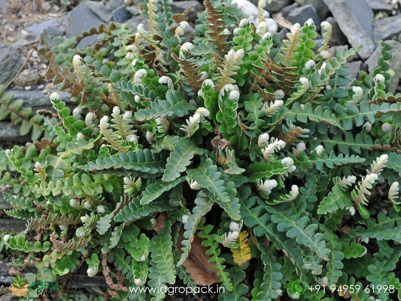 Asplenium-ceterach-fern5
