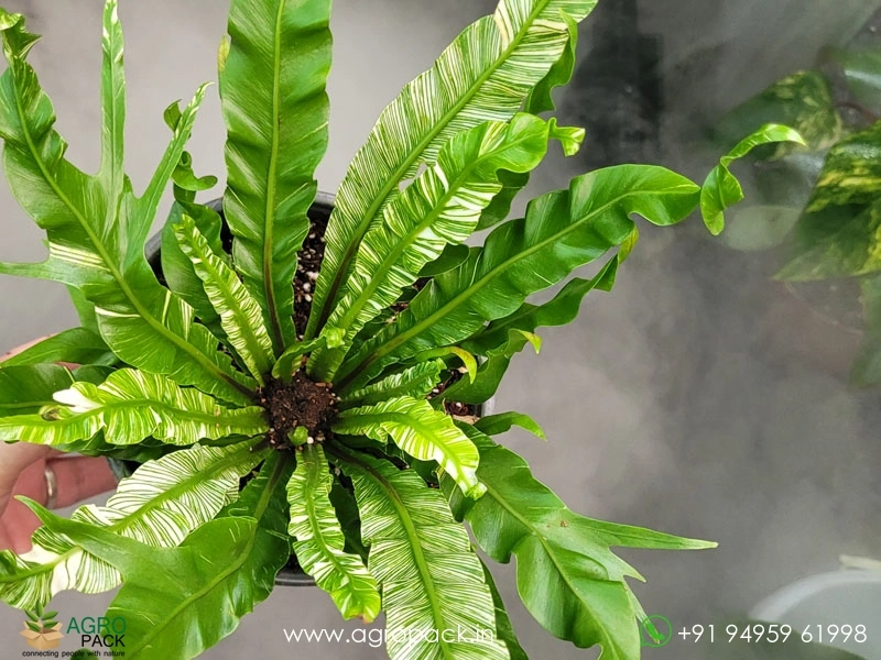 Asplenum-Nidus-Aurea-Veregated-Fern2