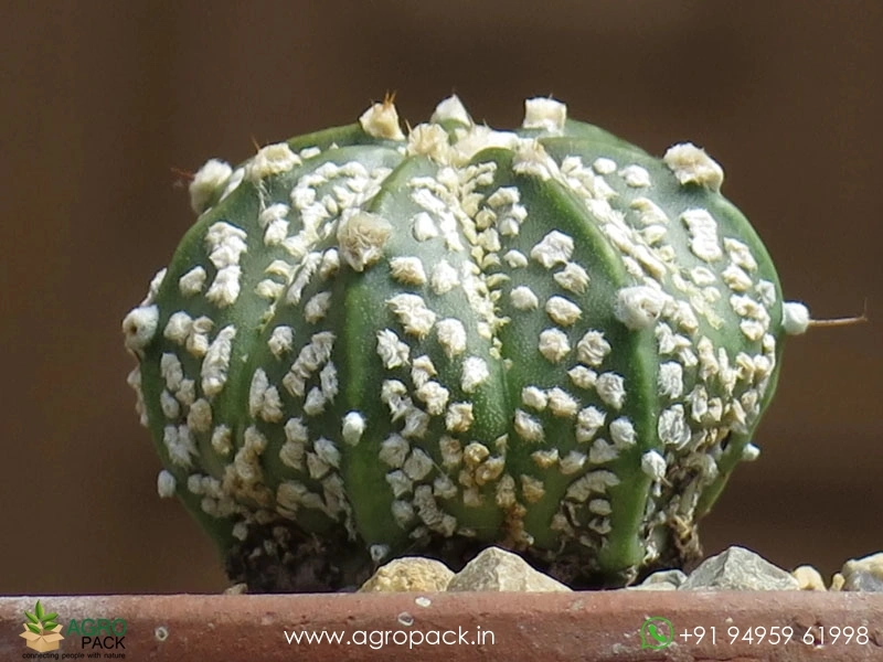 Astrophytum-Asterias-Superkabuto4