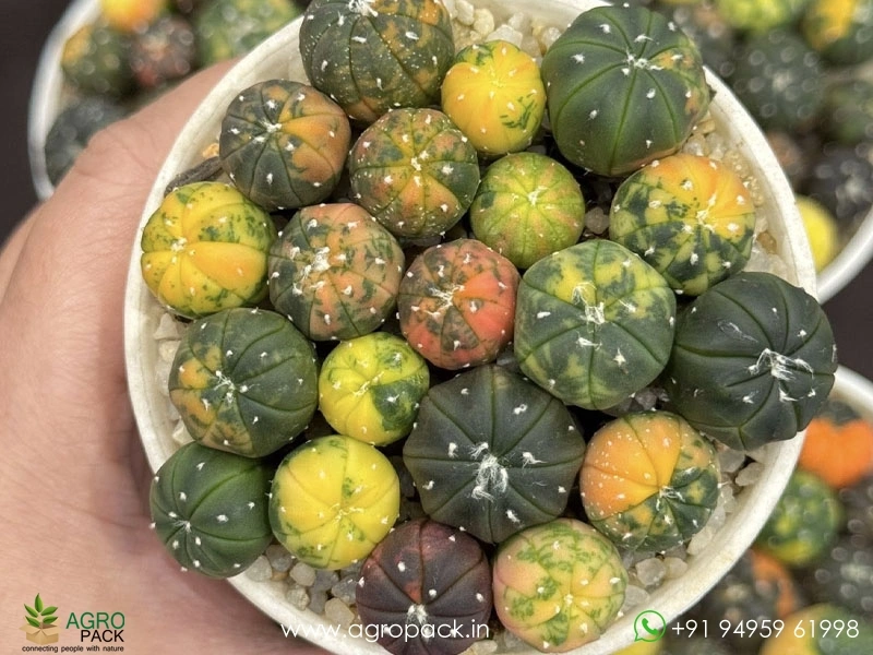 Astrophytum-Asterias-Variegata-Cactus1