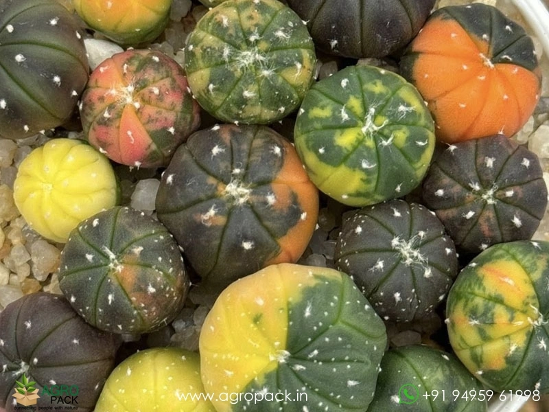 Astrophytum-Asterias-Variegata-Cactus2
