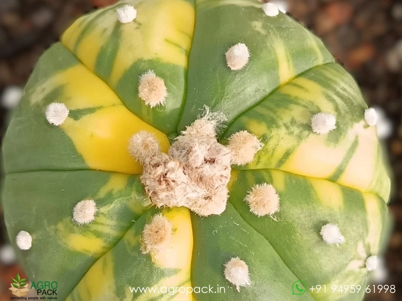 Astrophytum-Asterias-Variegata-Cactus4