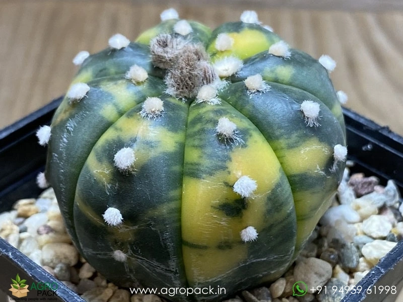 Astrophytum-Asterias-Variegata-Cactus5