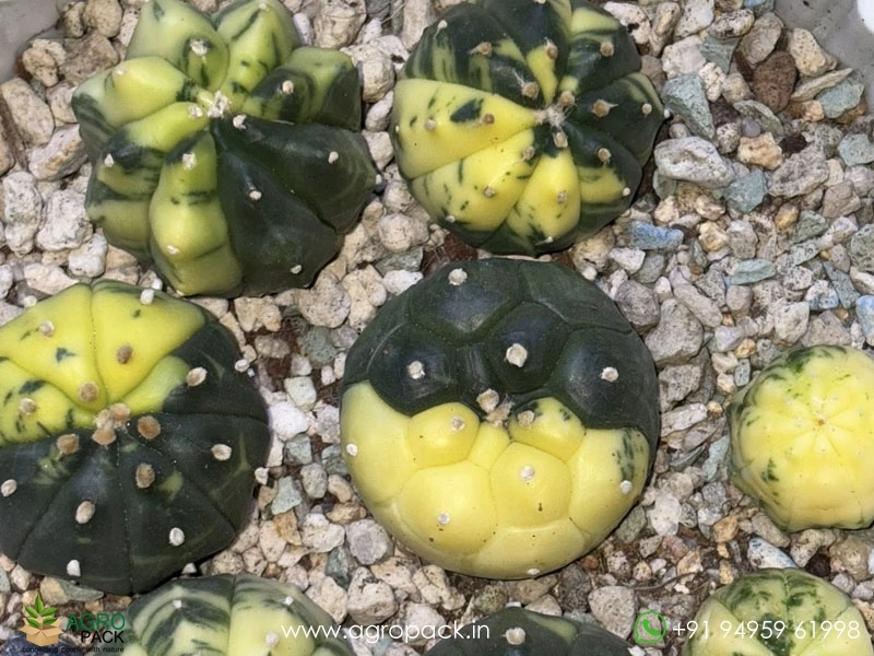 Astrophytum-Asterias-Variegata-Cactus6