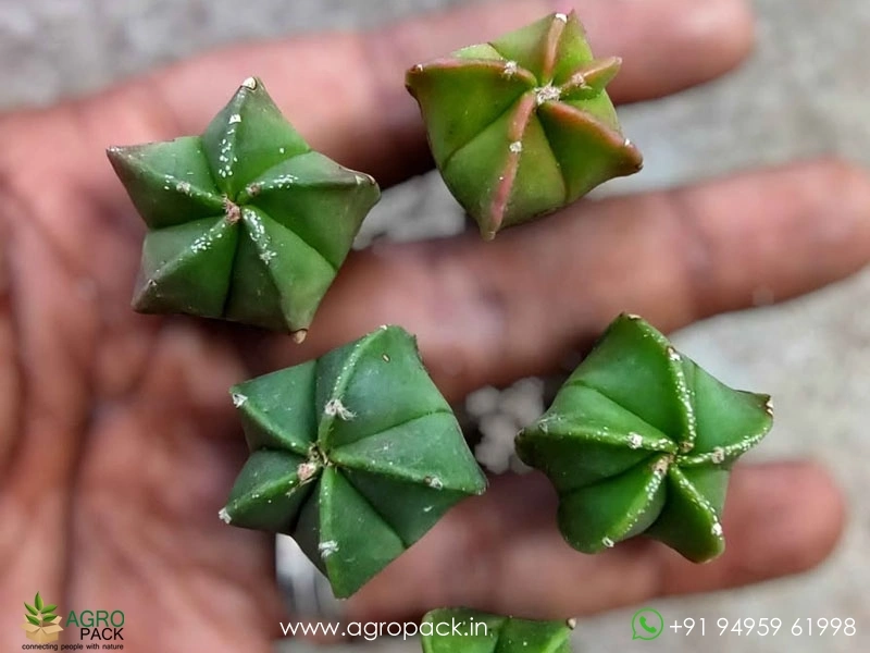 Astrophytum-Myriostigma-Nudum1