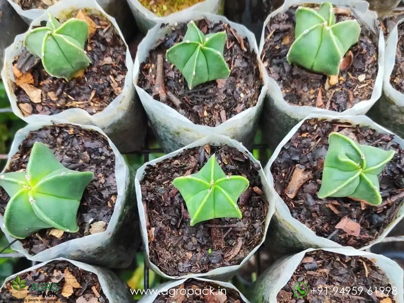 Astrophytum-Myriostigma-Nudum3