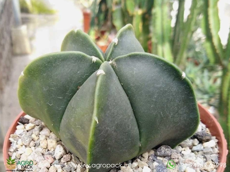 Astrophytum-Myriostigma-Nudum4