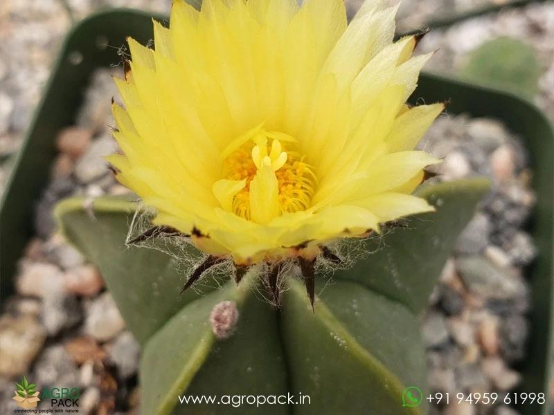Astrophytum-Myriostigma-Nudum5