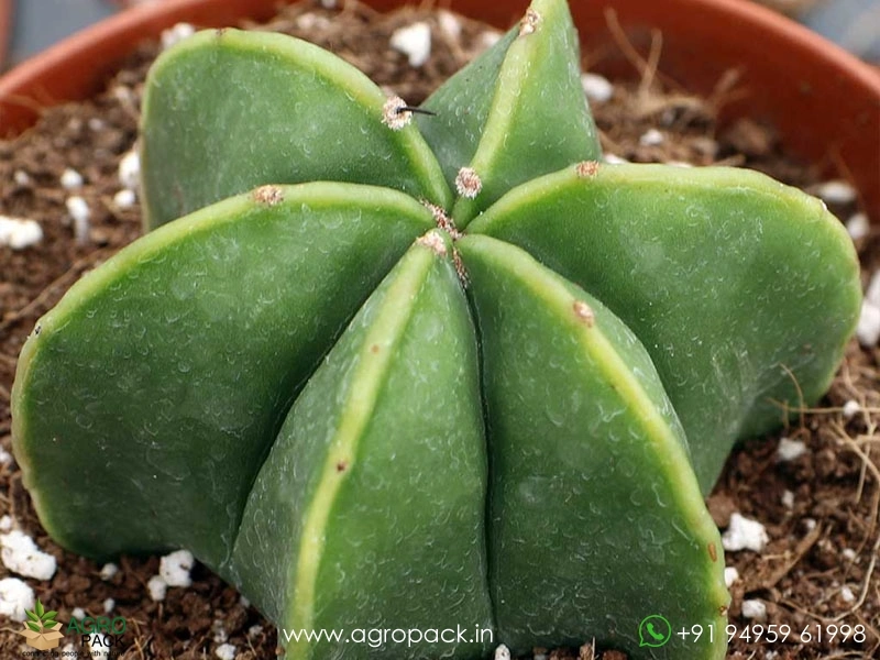 Astrophytum-Myriostigma-Nudum6