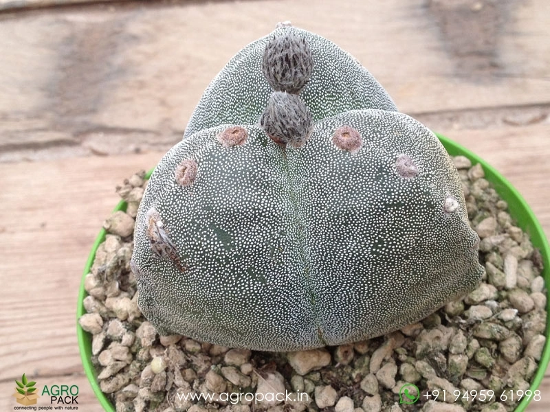 Astrophytum-Myriostigma-Tricostatum1