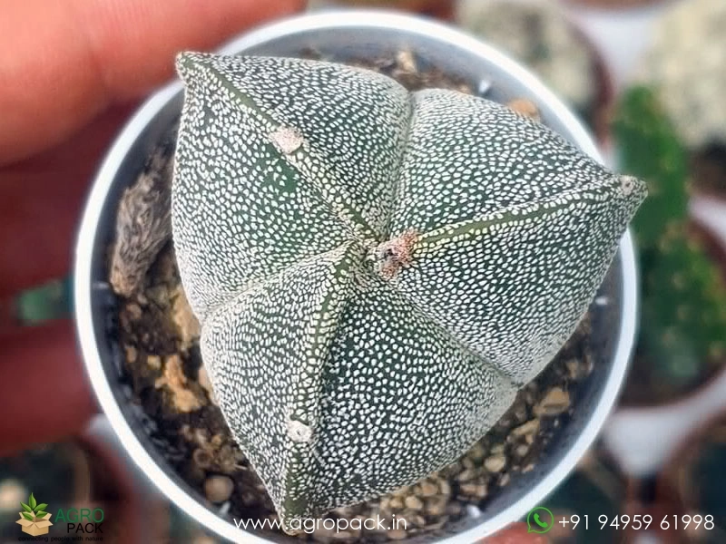 Astrophytum-Myriostigma-Tricostatum2