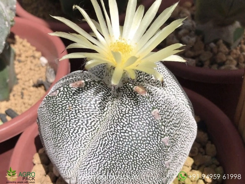 Astrophytum-Myriostigma-Tricostatum3