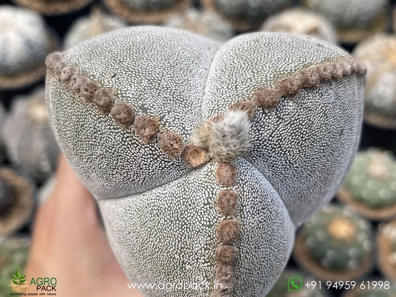 Astrophytum-Myriostigma-Tricostatum4