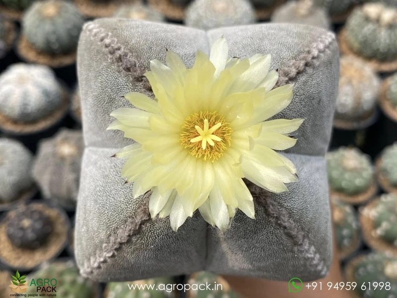 Astrophytum-Myriostigma-Tricostatum5