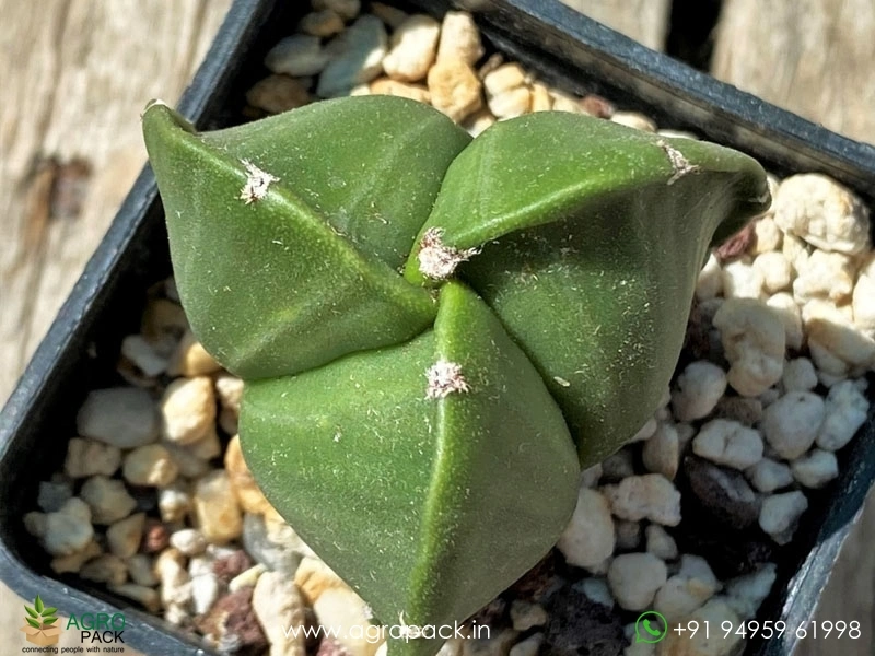 Astrophytum-Nudum-Tricostatum1