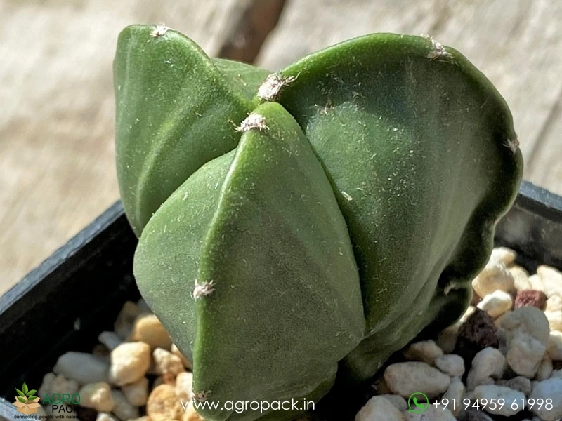 Astrophytum-Nudum-Tricostatum2