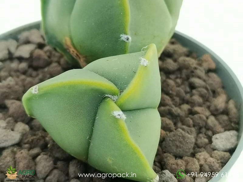 Astrophytum-Nudum-Tricostatum3