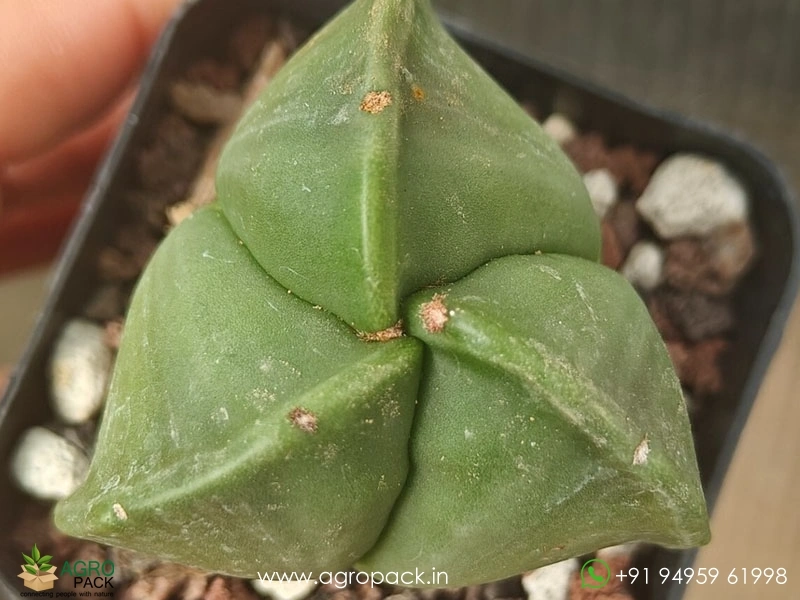 Astrophytum-Nudum-Tricostatum4