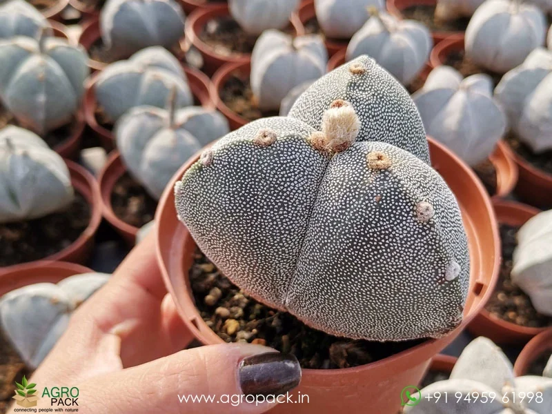 Astrophytum-Onzuka-Tricostatum4
