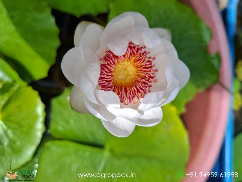 Aussie-Water-Lily3