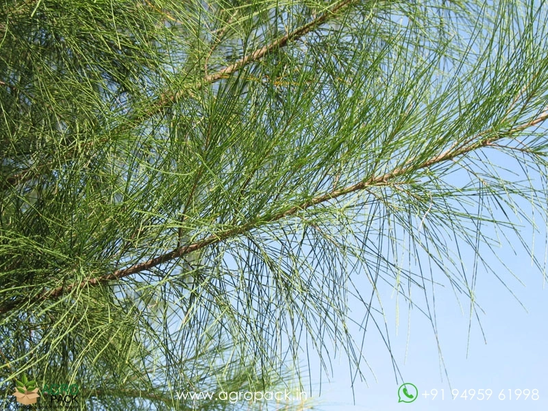Australian-pine2