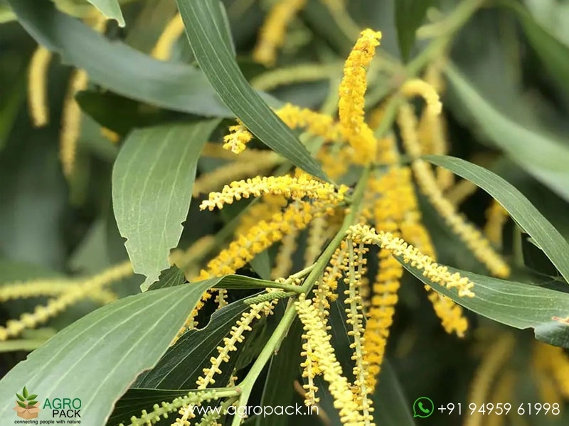 Australian-wattle2