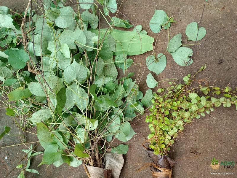 Ayurveda-Herbs2