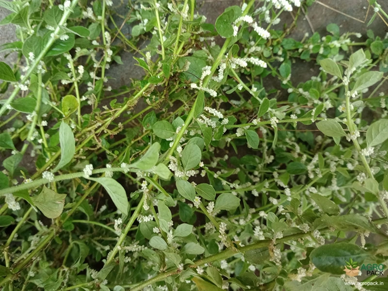 Ayurveda-Herbs6