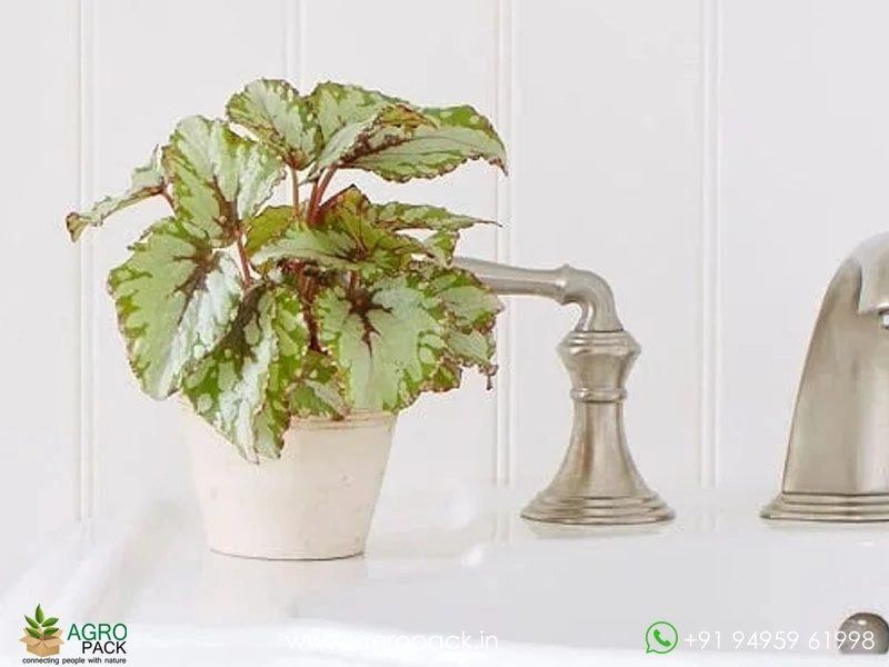 Ballet-Rex-Begonia1