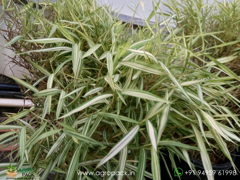 Bamboo-Grass-Variegated1