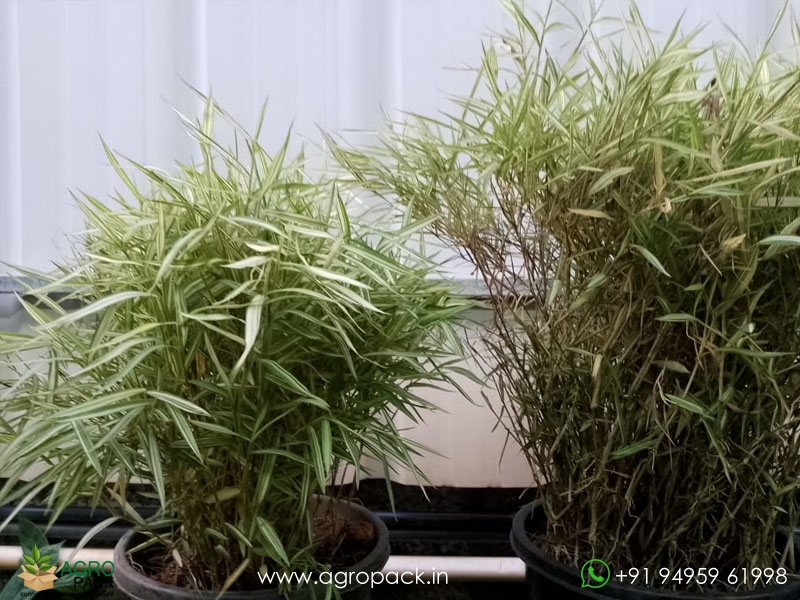 Bamboo-Grass-Variegated2