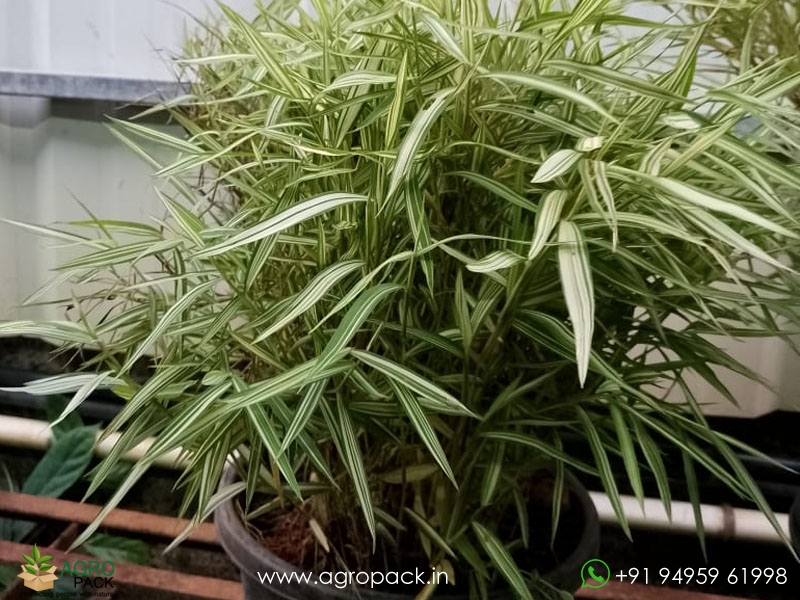 Bamboo-Grass-Variegated3