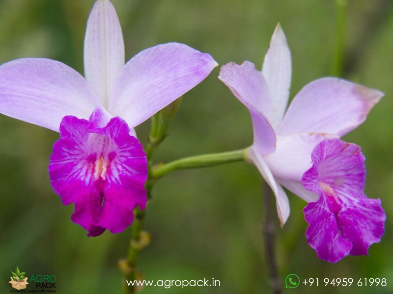 Bamboo-orchid2