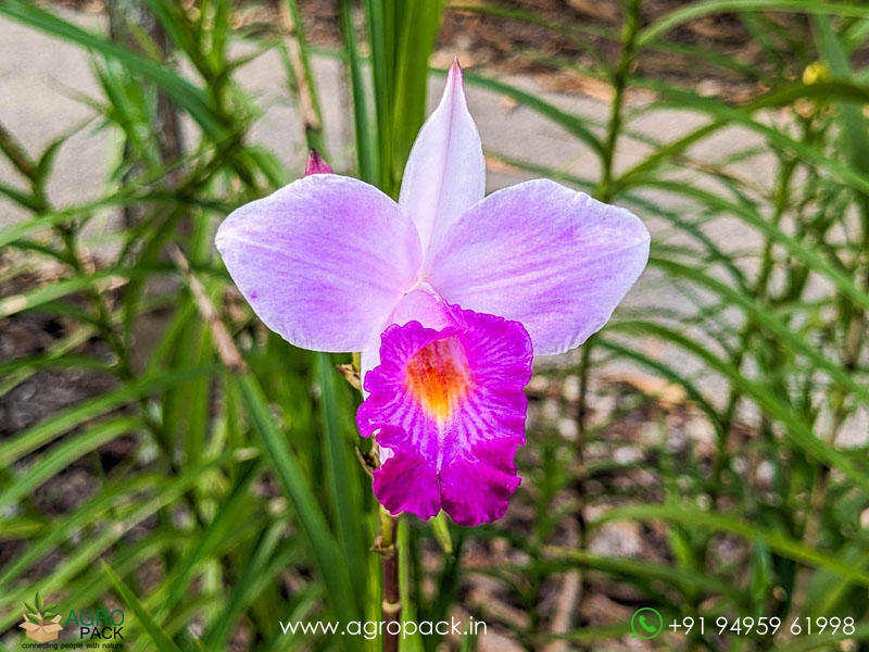 Bamboo-orchid5