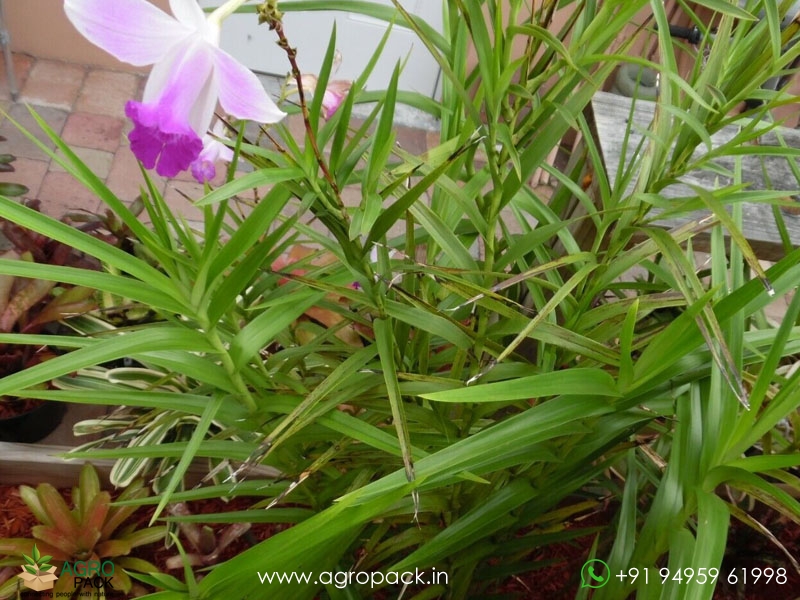 Bamboo-orchid6