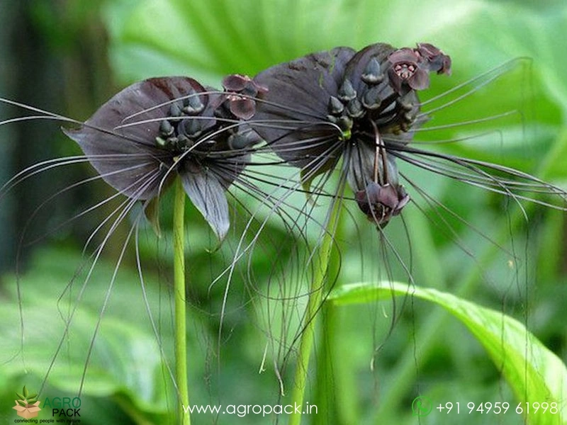 Bat-Flower1
