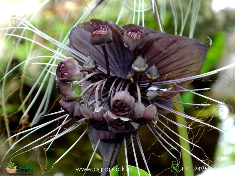 Bat-Flower2
