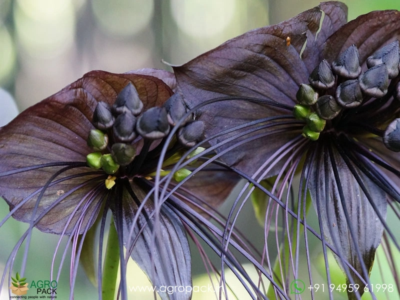 Bat-Flower3